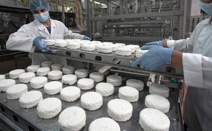 COTTAGE CHEESE PRODUCTION IN RUSSIA INCREASES BY 8.9%