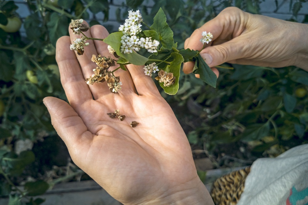 IKAR EXPECTING BUCKWHEAT YIELD INCREASE BY 100 THOUSAND TONNES IN RUSSIA 