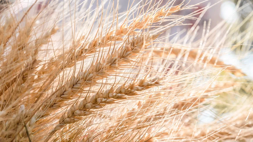 «АГРОСИЛА» модернизирует мукомольное производство на Актанышском ХПП