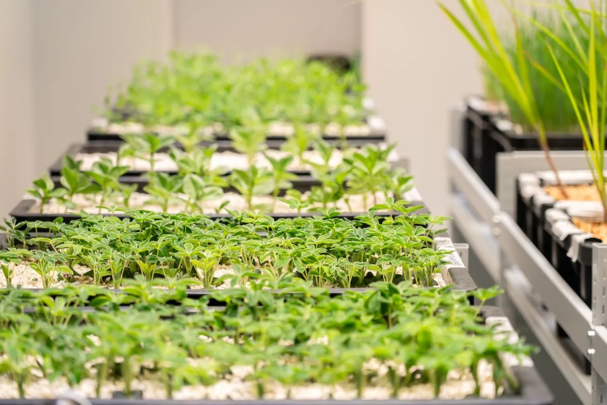 SCIENTISTS OFFER AN ALTERNATIVE TO PHOTOSYNTHESIS FOR PLANT GROWING