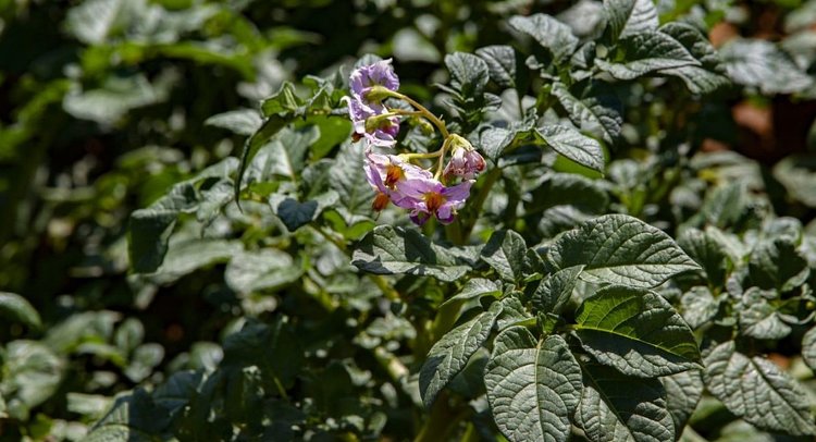 ASTRAKHAN REGION BECOMES A POTATO PRODUCTION LEADER