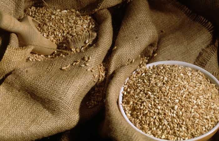 THE EXPORT DUTY ON WHEAT FROM RUSSIA WILL BE REDUCED BY MORE THAN 22% STARTING SEPTEMBER 2