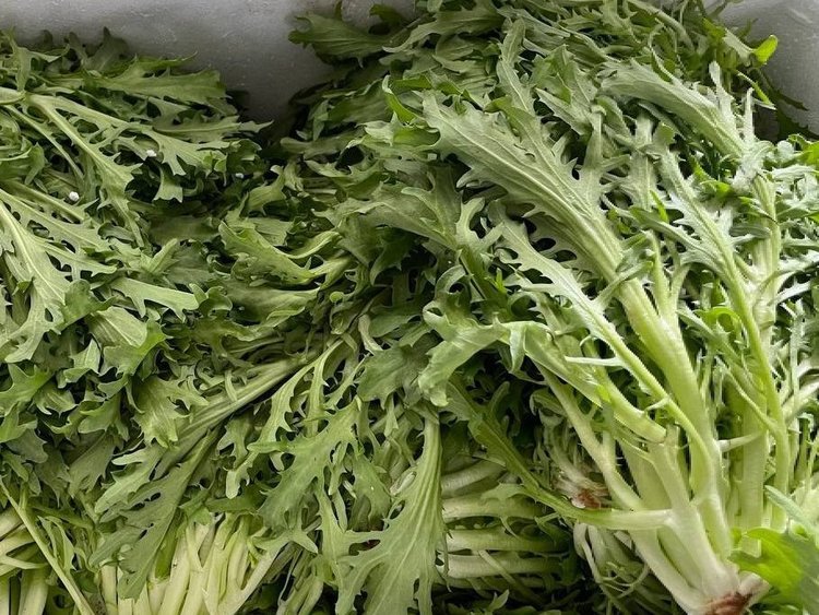 CHINA INCREASING DELIVERIES OF SALAD CHICORY TO AMUR REGION
