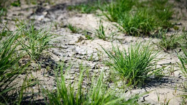 REGIME OF EMERGENCY INTRODUCED IN CRIMEA DUE TO DROUGHT 