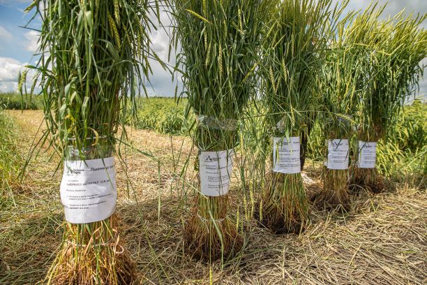 АГРОСИЛА и «Сингента» презентовали самые инновационные средства защиты растений на базе реального хозяйства