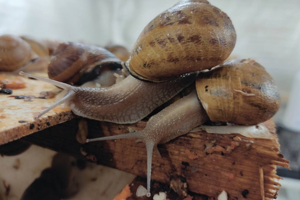TOURISTS TO BE ATTRACTED TO A SNAIL FARM