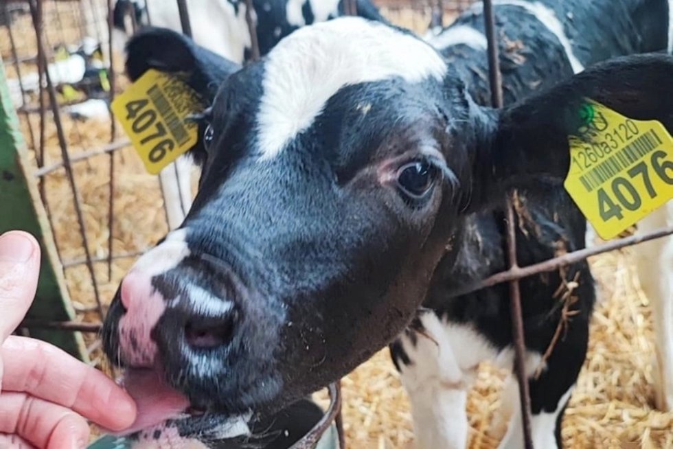 FEED ADDITIVE CREATED IN VOLOGDA FROM DAIRY WASTE 