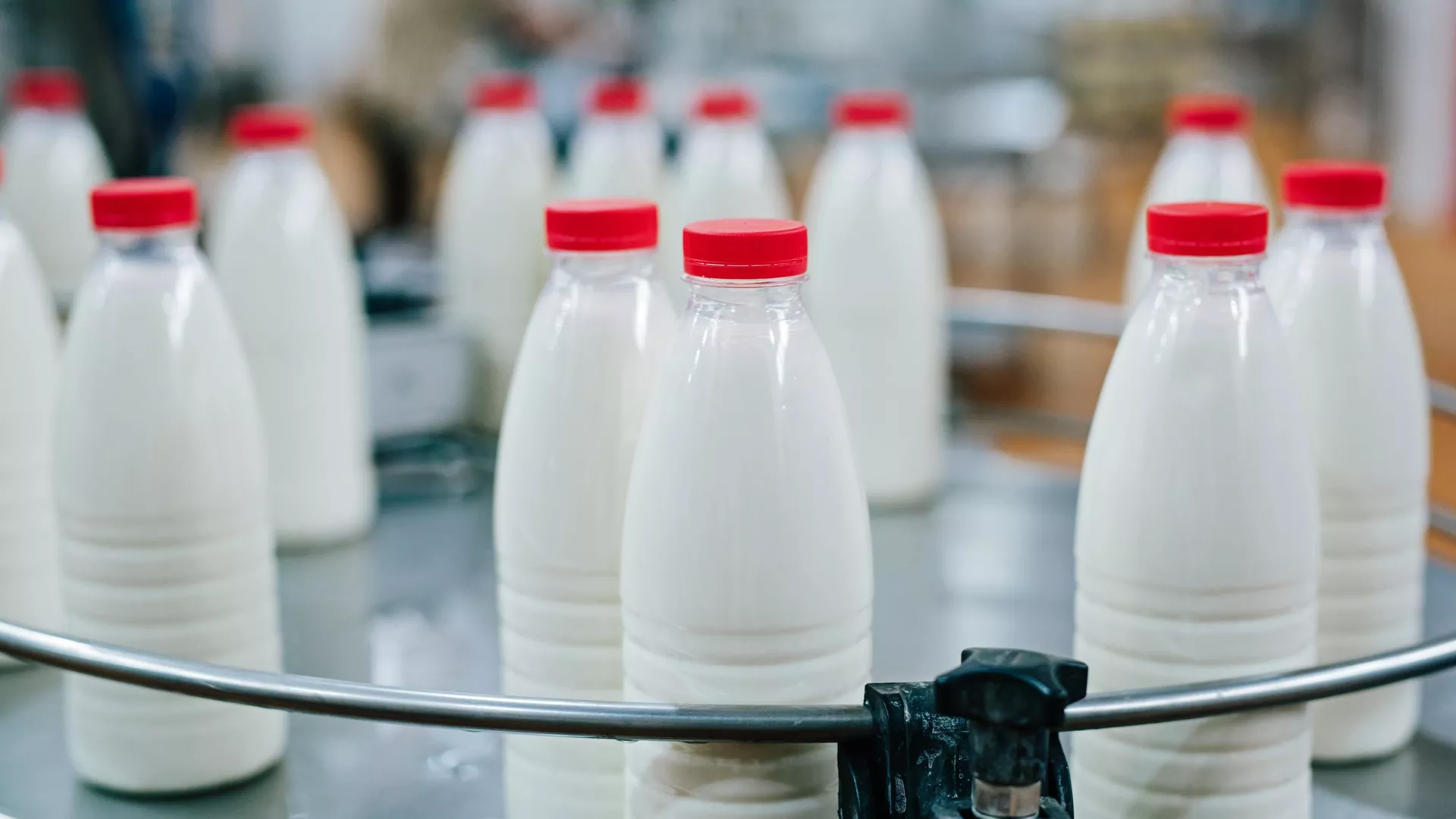MILK PRODUCTION REACHES ITS MAXIMUM IN 30 YEARS 