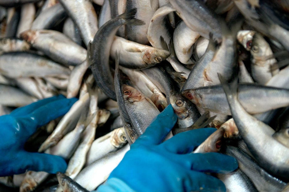 THE PURCHASE OF IMPORTED FISH FOR THE STATE NEEDS SUGGESTED TO BE BANNED 