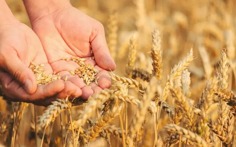 MINISTRY OF AGRICULTURE FORECASTS A RECORD YIELD OF OIL CROPS IN 2025