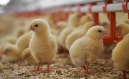 AGROSILA’S PERM POULTRY FACTORY INCREASES ITS PROFIT IN 2023