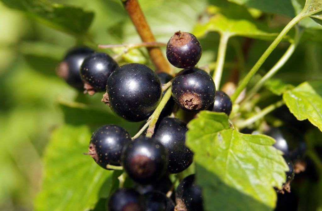 A NEW VARIETY OF BLACK CURRANT DEVELOPED 