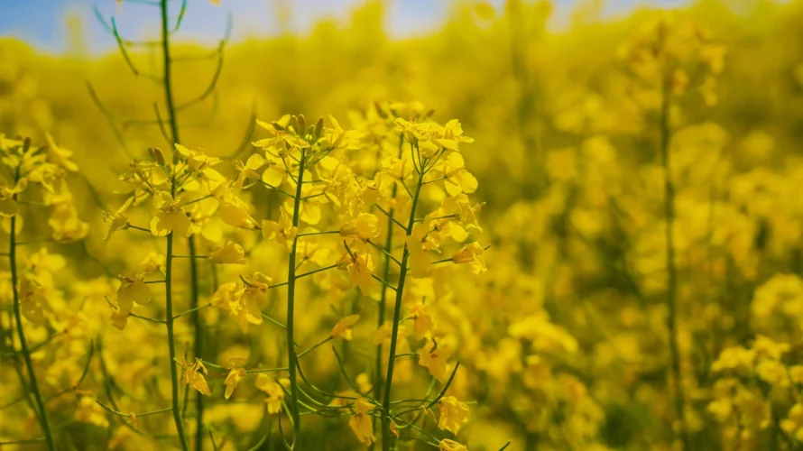 QUARANTINE DECLARED IN TULA REGION DUE TO WEED