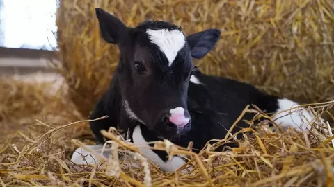 CATTLE BREEDERS DEVELOP NEW COW BREED IN NIZHNY NOVGOROD REGION 