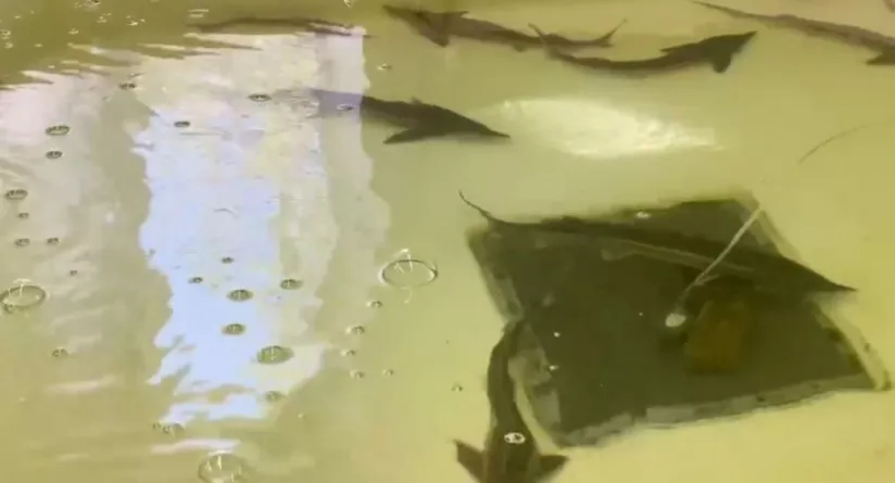 ASTRAKHAN STATE TECHNICAL UNIVERSITY DEVELOPS FISH FEED WITH PROTEIN OF MICROBIAL ORIGIN 