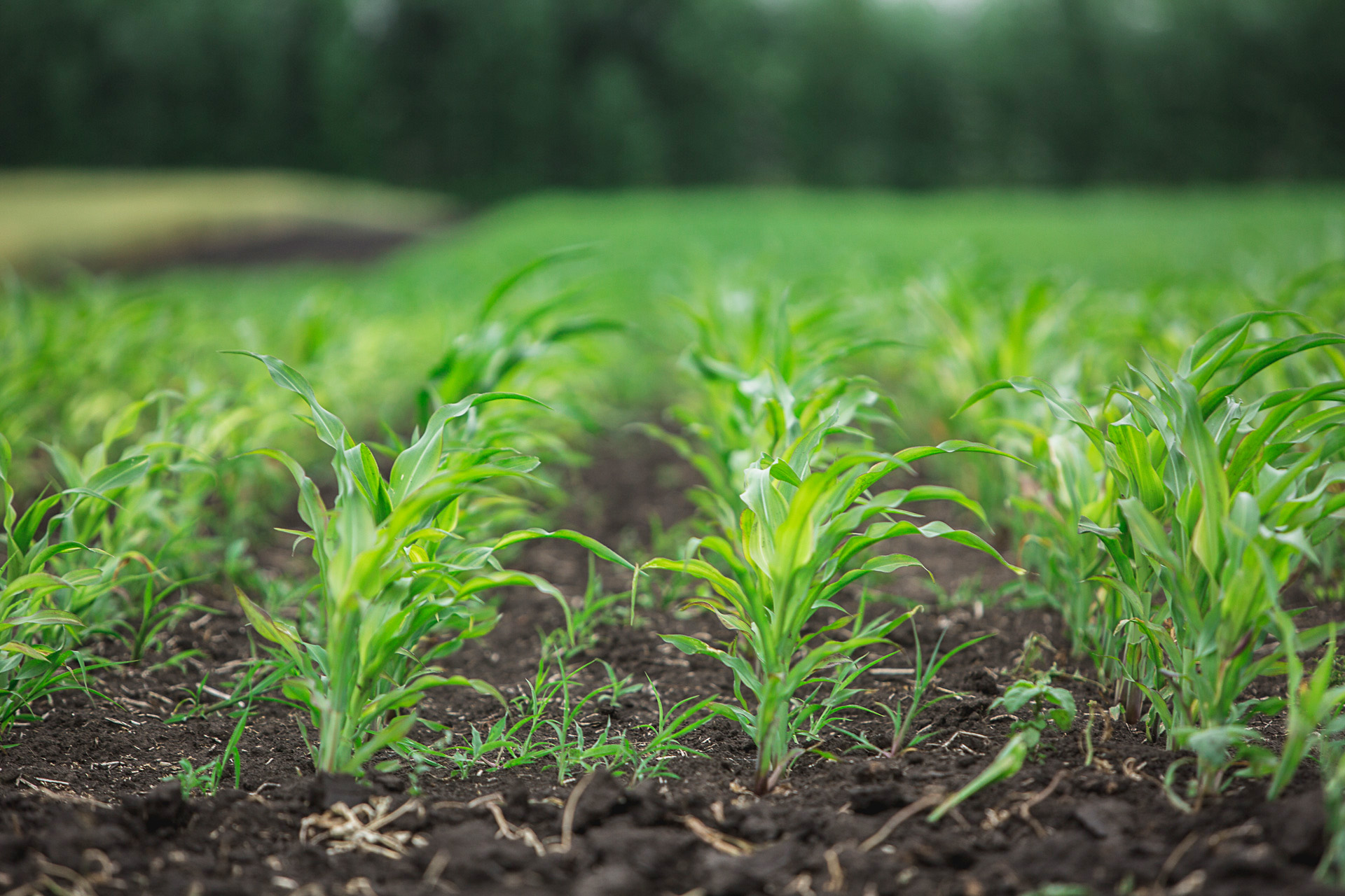 The harvest of barley, oats, rapeseed, potatoes, and vegetables has increased in the Irkutsk region.