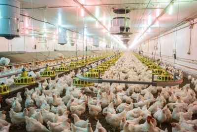 POULTRY KEEPING TECHNOLOGY