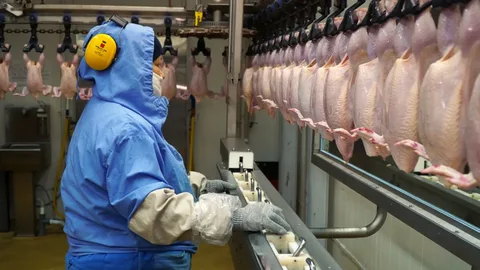 A RECORD SET IN POULTRY PROCESSING 