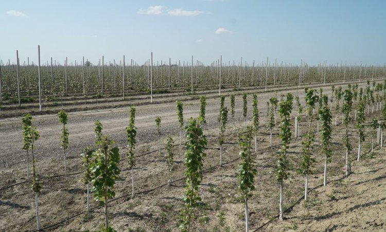 DAGESTAN’S LARGEST FRUIT CROPS NURSERY DEVELOPING EXPORTS TO UZBEKISTAN 