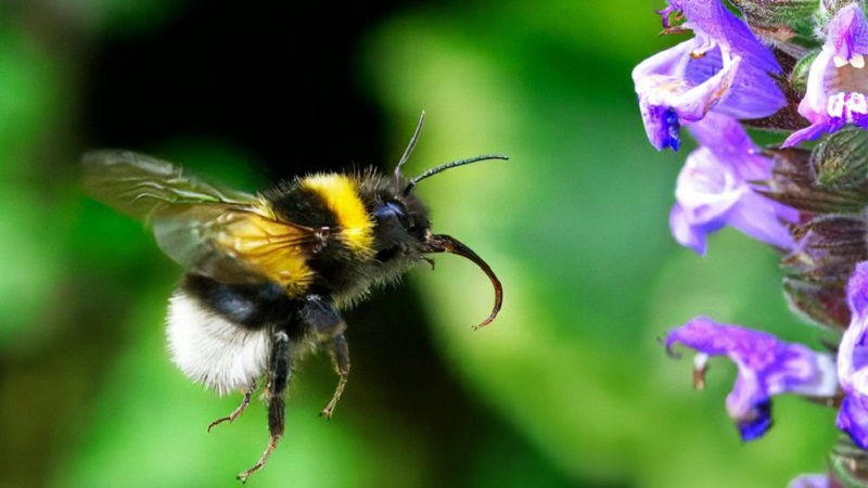 RUSSIAN BUMBLEBEES SAVE HARVEST IN GREENHOUSES 