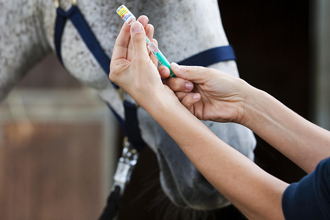 THE SHARE OF THE RUSSIAN VETERINARY DRUGS REACHES 72.6%