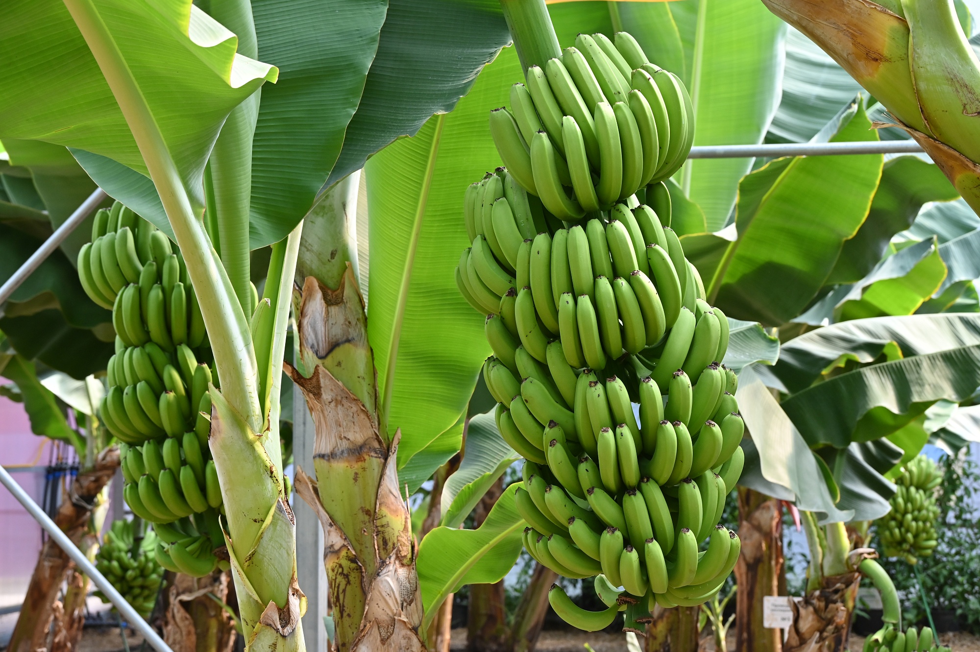 WHAT DID THE TESTS OF THE FIRST BANANA HARVEST COLLECTED IN SOCHI REVEAL