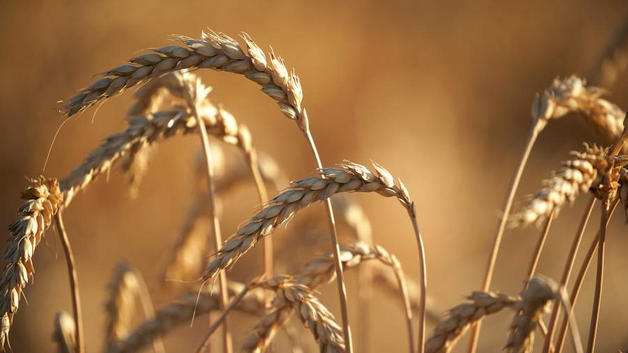 Россия и Катар развивают взаимодействие в сфере аграрных технологий