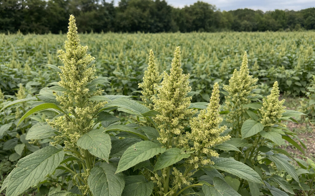 THE PROMOTION OF AMARANTH IN THE MARKET OF FUNCTIONAL FOOD PLANNED TO BE ENHANCED IN 2026 