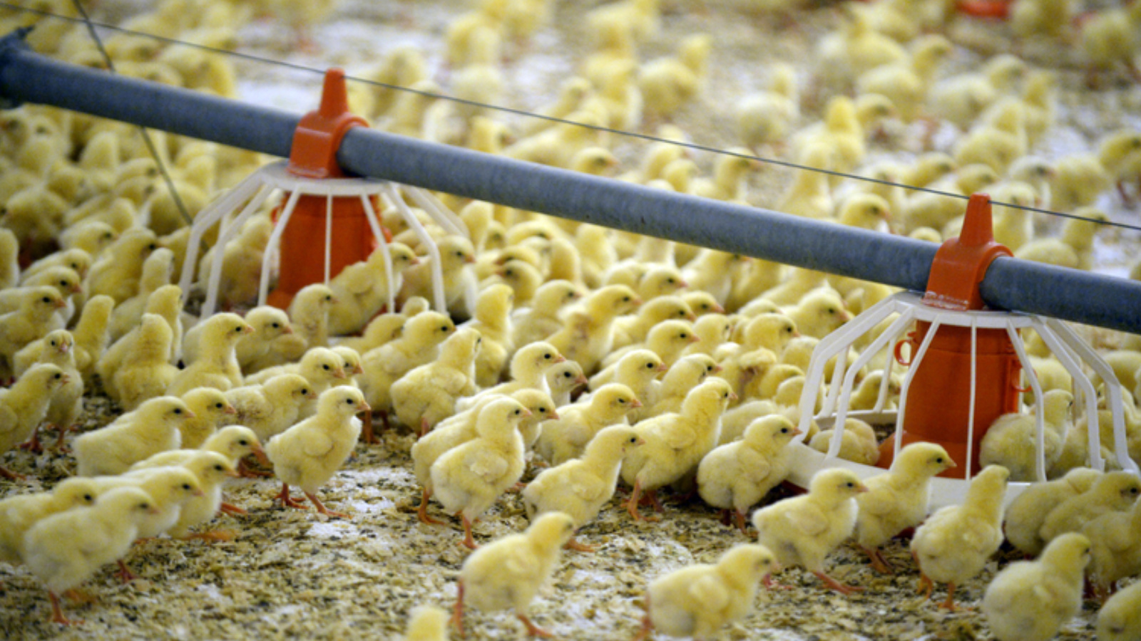 AGROSILA HOLDING STARTING ITS INVESTMENT PROGRAM OF PERM POULTRY FARM MODERNIZATION 