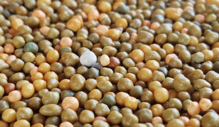 NOVOSIBIRSK REGION TO ACTIVELY IMPLEMENT NEW FERTILIZERS TO INCREASE THE PRODUCTIVITY OF AGRICULTURAL CROPS 