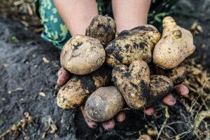 BRYANSK REGION REMAINS THE LEADER AMONG THE RUSSIAN REGIONS IN THE GROSS YIELD OF POTATOES