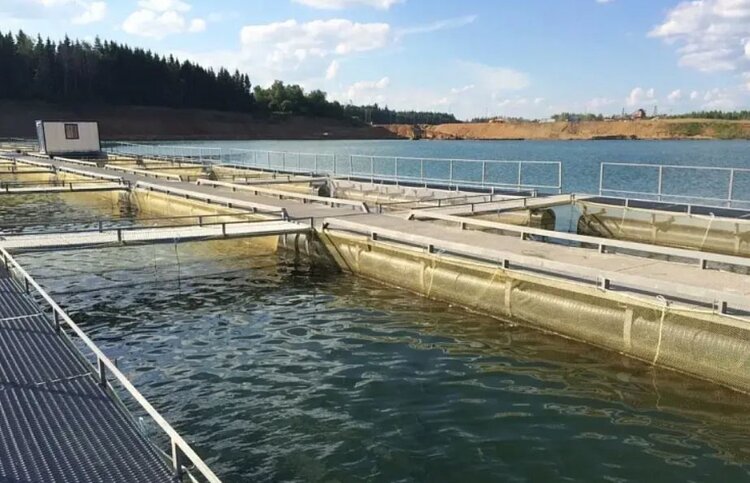 MORE CHUM SALMON TO BE GROWN IN THE RIVER PASTURES OF PRIMORYE TERRITORY