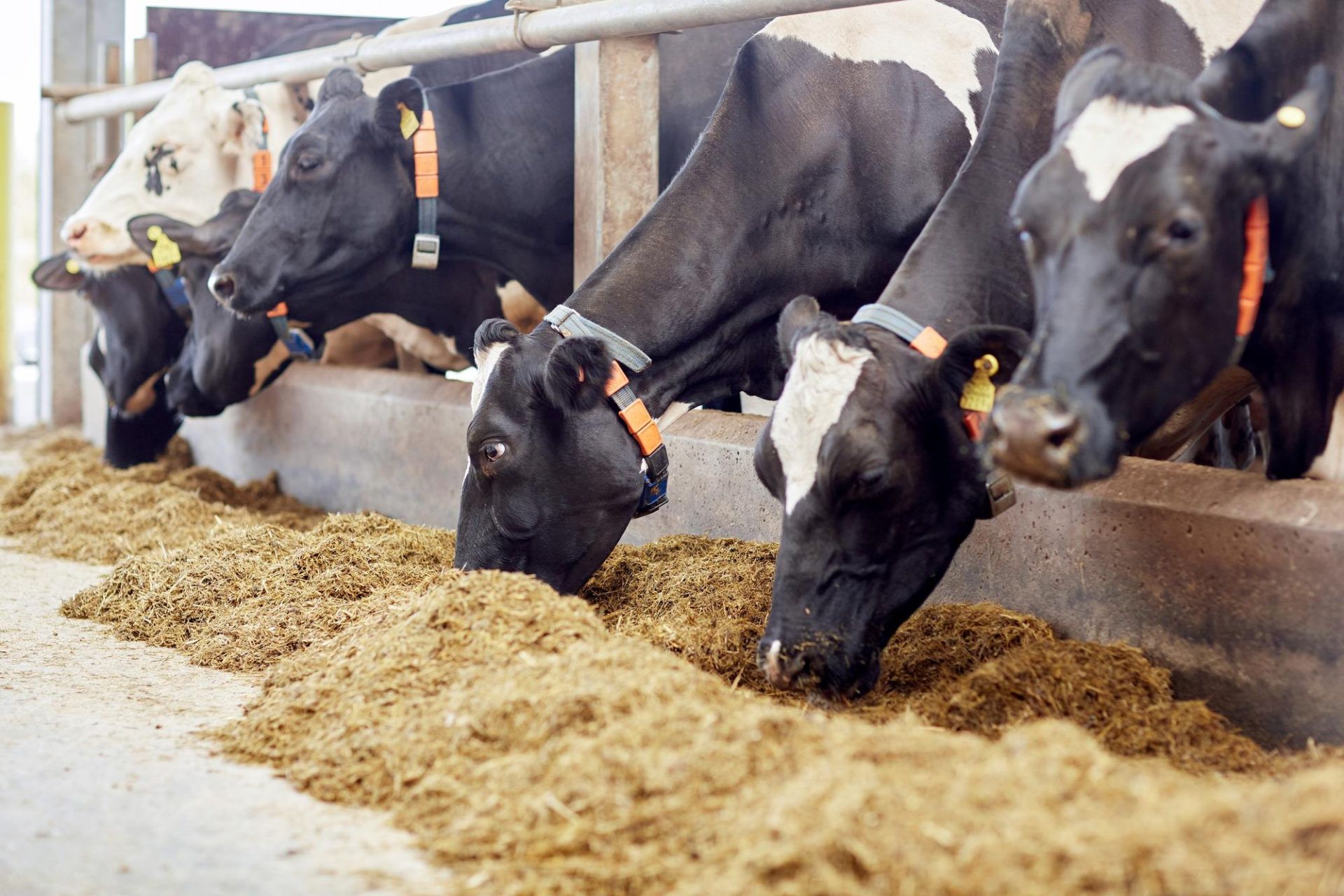THE GROWTH IN LIVESTOCK POPULATION STIMULATES THE DEMAND FOR COMPOUND FEED