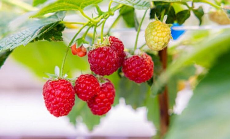 RUSSIA CREATING NEW CULTIVARS OF SMALL FRUIT CROPS AND EXPANDING PLANTATIONS 