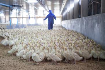 International Avian Influenza Control Standards to be Changed 