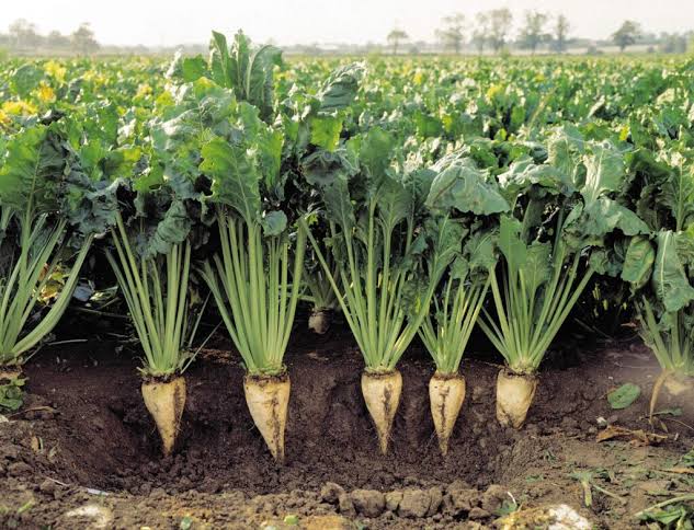 THE SHARE OF HYBRIDS OF DOMESTIC SUGAR BEET BREEDING IN THE CROPS OF STAVROPOL IS 14%