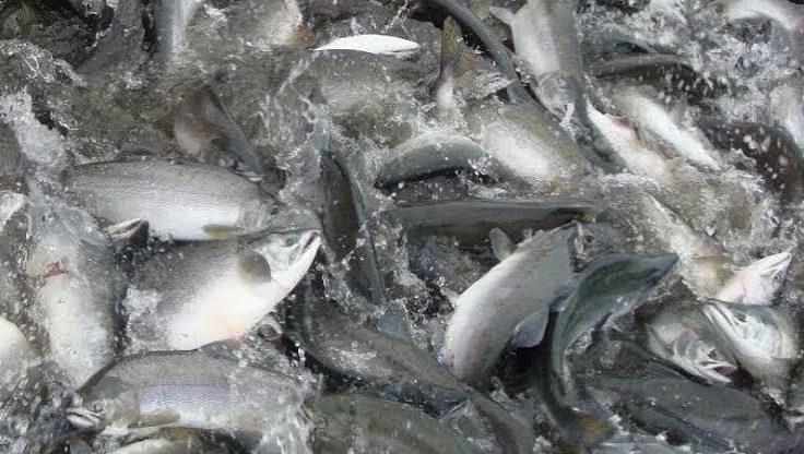 2.19 thousand tons of fish were caught off Sakhalin in nine months.