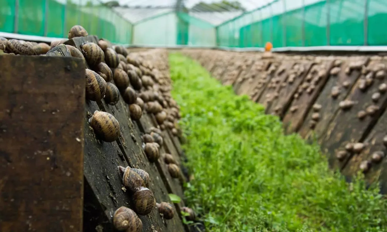 FIRST SNAIL FARM OPENS IN ASTRAKHAN 
