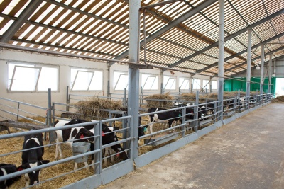 TECHNOLOGIES FOR VETERINARY CARE OF CATTLE