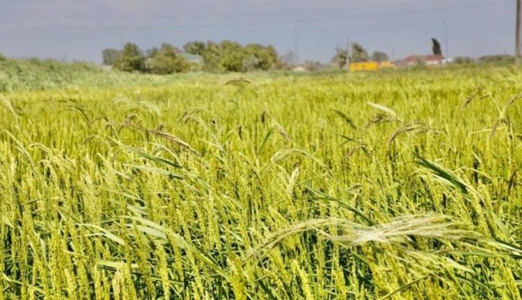 MORE AND MORE PEDIGREE SEEDS OF RICE SOWN IN DAGESTAN