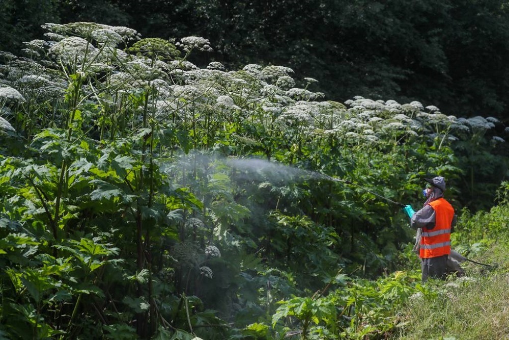 GOVERNMENT SPECIFIES THE STATUS OF ONE OF DANGEROUS WEEDS  