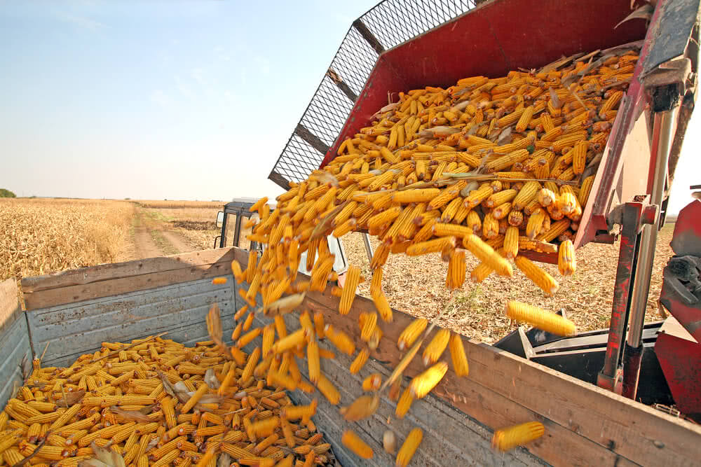 CHINA SETS A RECORD IN THE IMPORTS OF THE RUSSIAN CORN IN 2025