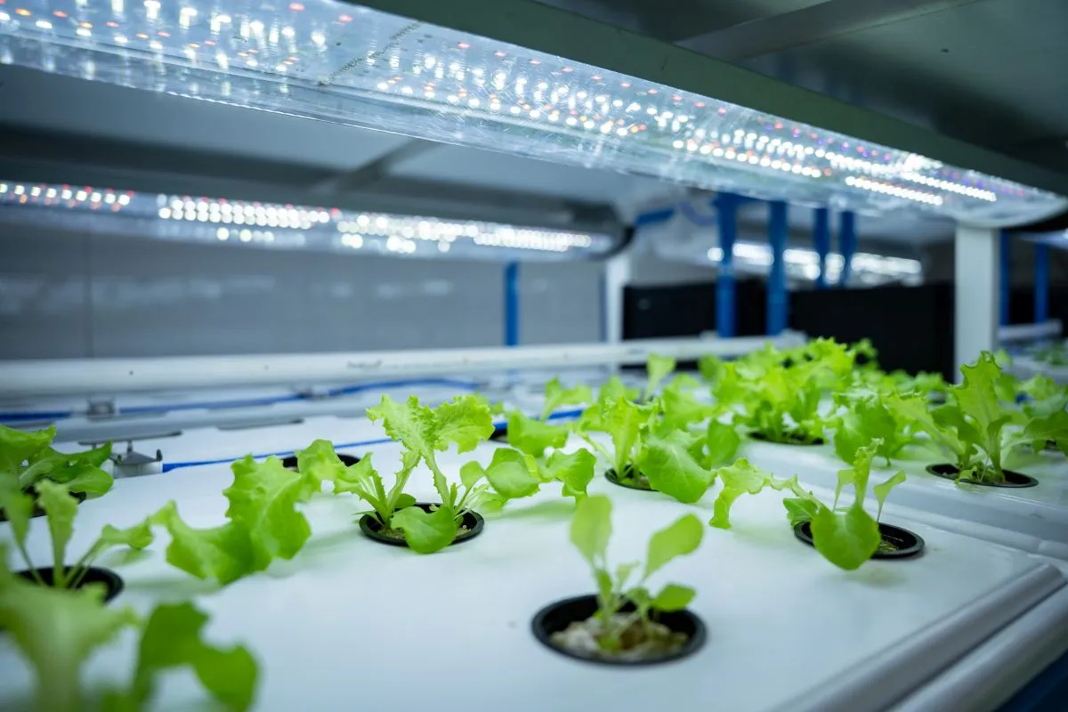 SPACE GARDEN-BED: FARMERS EXPLORING THE ORBIT 