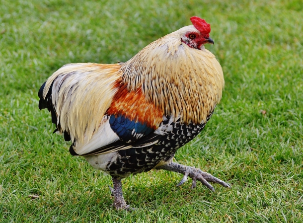 THE USA SWITCH TO CAGE FREE HEN MANAGEMENT