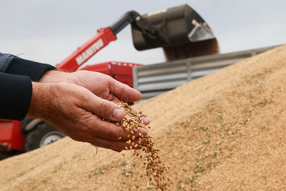 IN ADYGEYA, WHEAT YIELD OF 2025 IS UP 20% ON LAST YEAR 