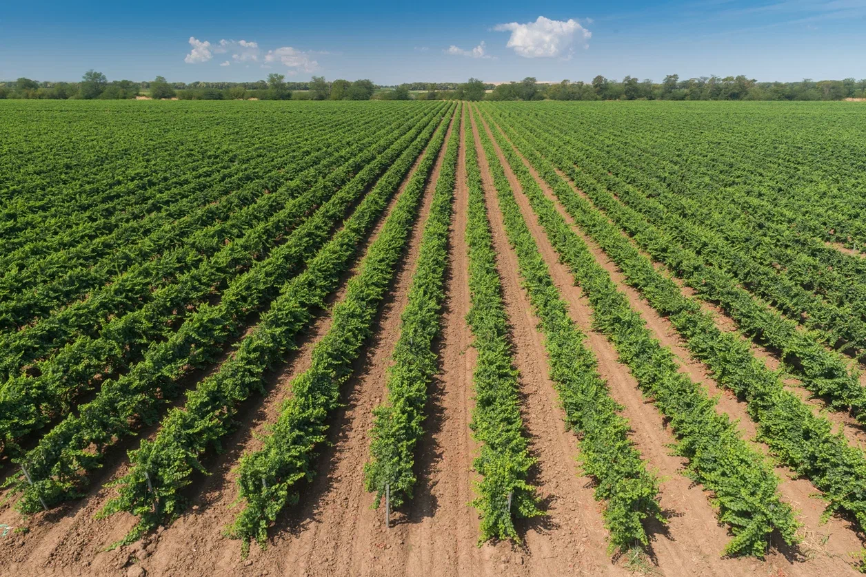 «Абрау-Дюрсо» сохранит производство и экспорт вина на прошлогоднем уровне
