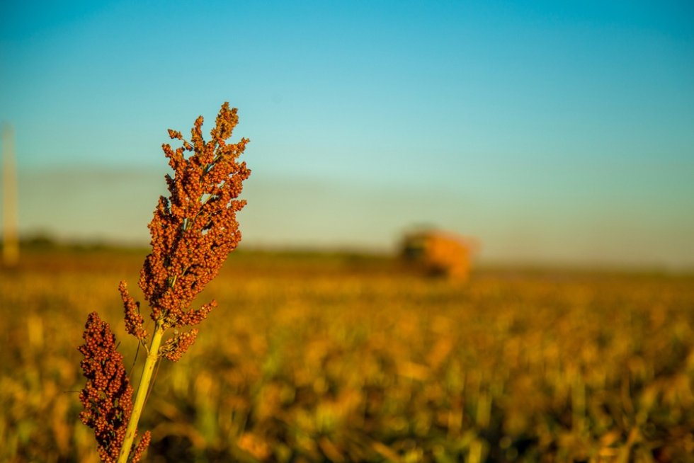 SCIENTISTS GIVE CROP YIELD FORECASTS BY THE END OF THE CENTURY