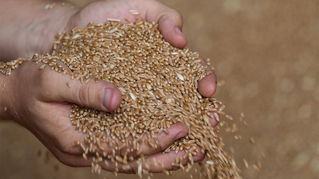 «Заинский элеватор» АГРОСИЛЫ готовится принять в новом сезоне более 110 тыс. тонн зерновых и 30 тыс. тонн масличных культур