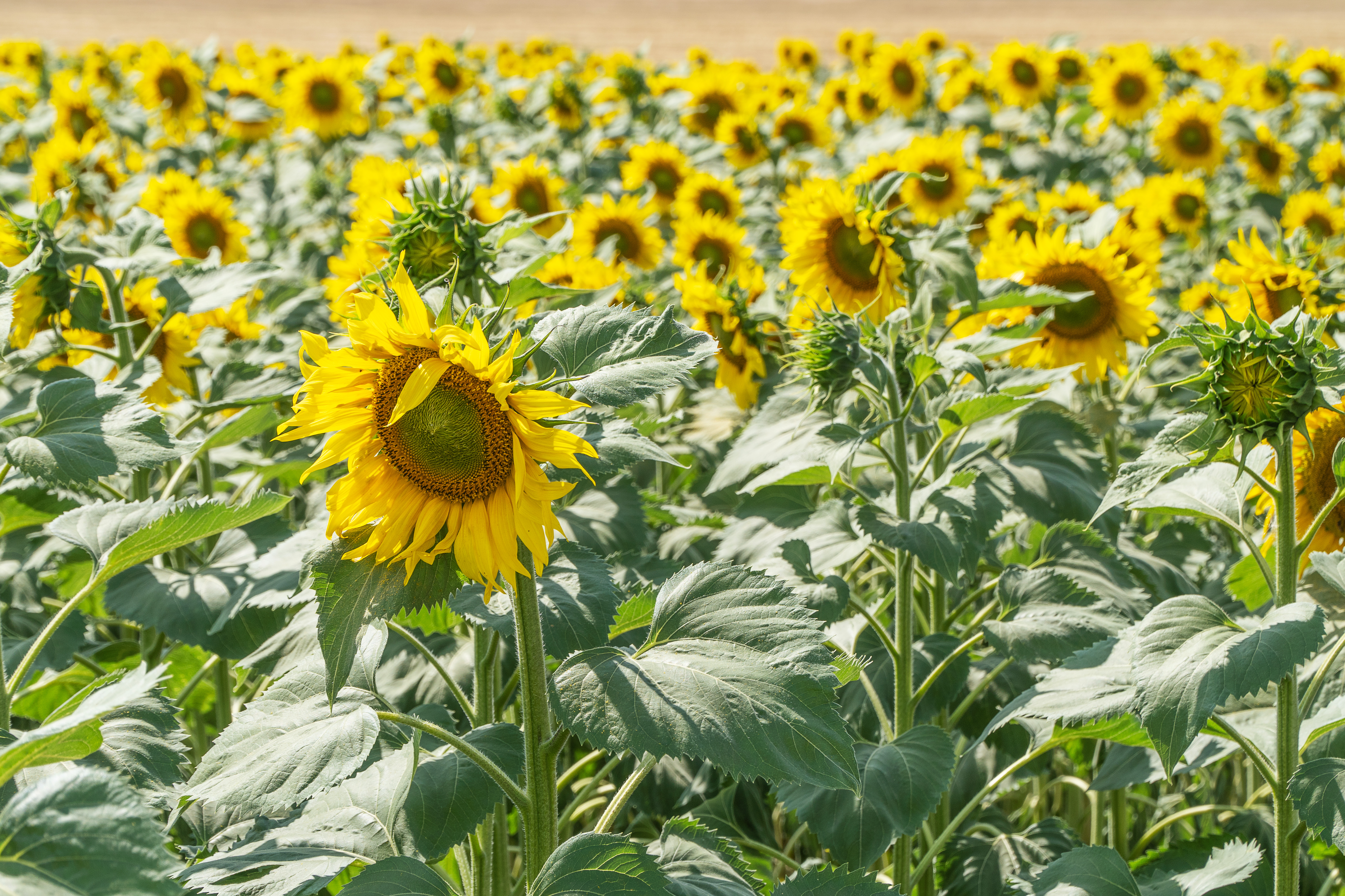Sunflower sets records: yield of 19 centners per hectare versus 12.8 the previous year.
