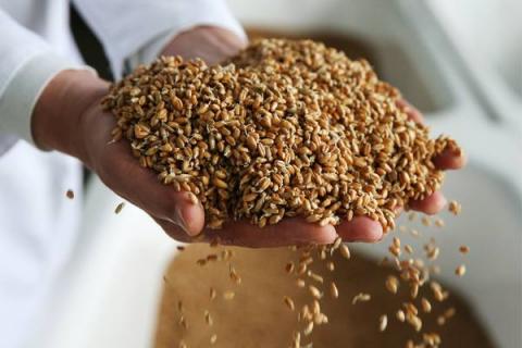 GRAIN RESERVES AT PRODUCERS AND PROCESSORS REACH 14.7 MILLION TONNES IN APRIL 